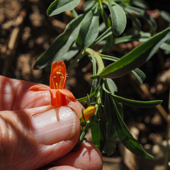 Penstemon rostriflorus