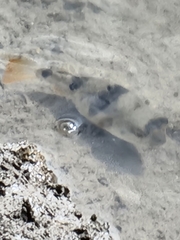 Marilyna pleurosticta