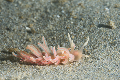 Phyllodesmium serratum