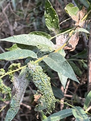 Anthocoptini