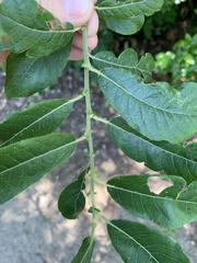 Salix hookeriana