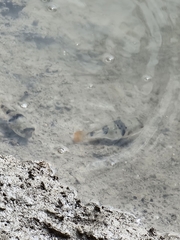 Marilyna pleurosticta