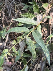 Anthocoptini