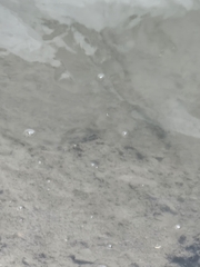 Marilyna pleurosticta