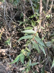 Anthocoptini