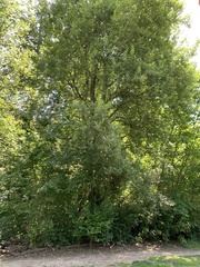 Salix hookeriana