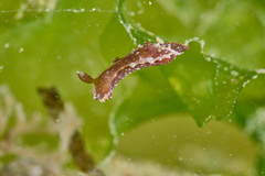 Polycera parvula