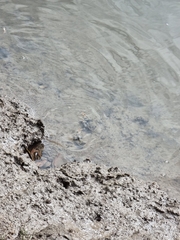 Marilyna pleurosticta