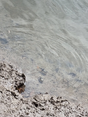 Marilyna pleurosticta