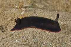 Dendrodoris arborescens