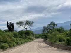 Pachycereus pecten-aboriginum