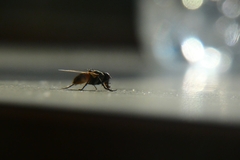 Musca domestica