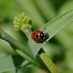 Coccinella undecimpunctata