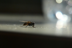 Musca domestica