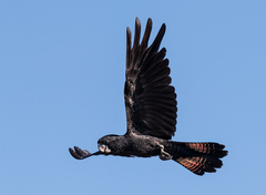 Calyptorhynchus banksii