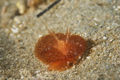 Madrella ferruginosa