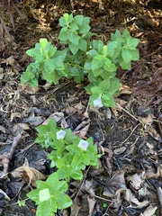 Platycodon grandiflorus