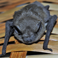 Pipistrellus