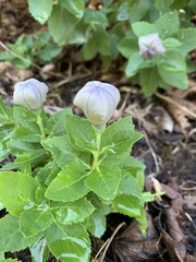 Platycodon grandiflorus