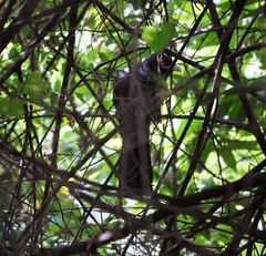 Eudynamys scolopaceus