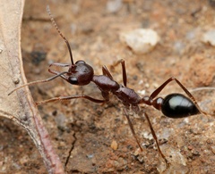 Myrmecia forficata
