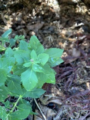Platycodon grandiflorus