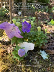 Platycodon grandiflorus