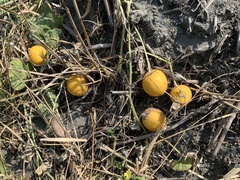 Cucumis melo agrestis