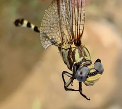 Progomphus borealis