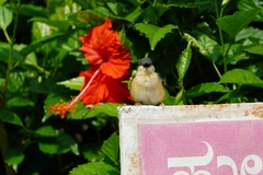 Prinia socialis
