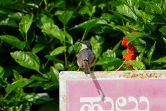 Prinia socialis