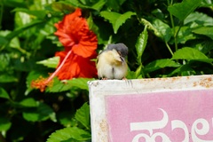 Prinia socialis