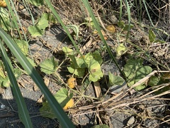 Cucumis melo agrestis