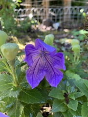 Platycodon grandiflorus