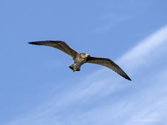 Larus argentatus