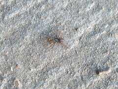 Steatoda
