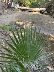 Washingtonia filifera