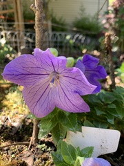 Platycodon grandiflorus