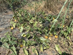 Cucumis melo agrestis