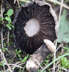 Lacrymaria asperospora