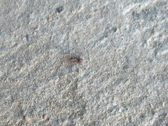 Steatoda
