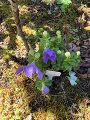 Platycodon grandiflorus