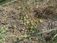 Cucumis melo agrestis