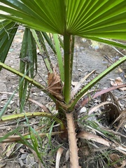 Washingtonia filifera