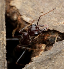Myrmecia forficata