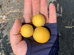 Cucumis melo agrestis