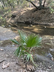 Washingtonia filifera