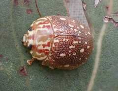 Paropsis geographica