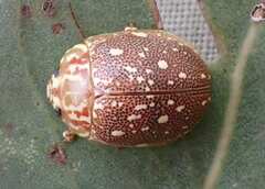 Paropsis geographica