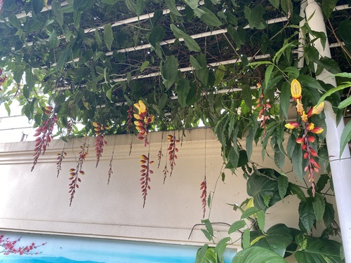 Thunbergia mysorensis